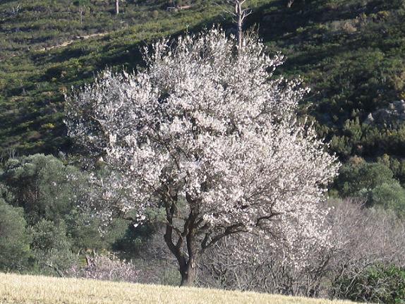 amandier sur le chemn des grands arbres