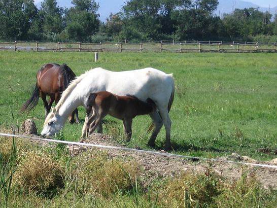 chevaux &agrave; Empuriabrava