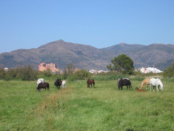 chevaux &agrave; Empuriabrava, Rosas, de loin