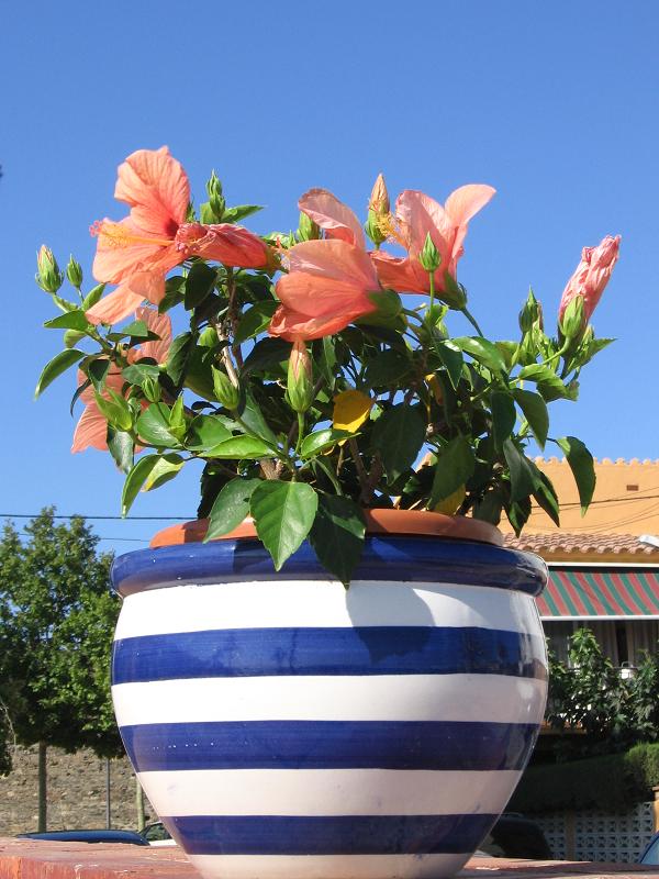 Hibiscus, sur le Paseo Maritim en ao&ucirc;t 07